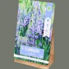 Action Bloembollen Camassia> Zaaien & Planten