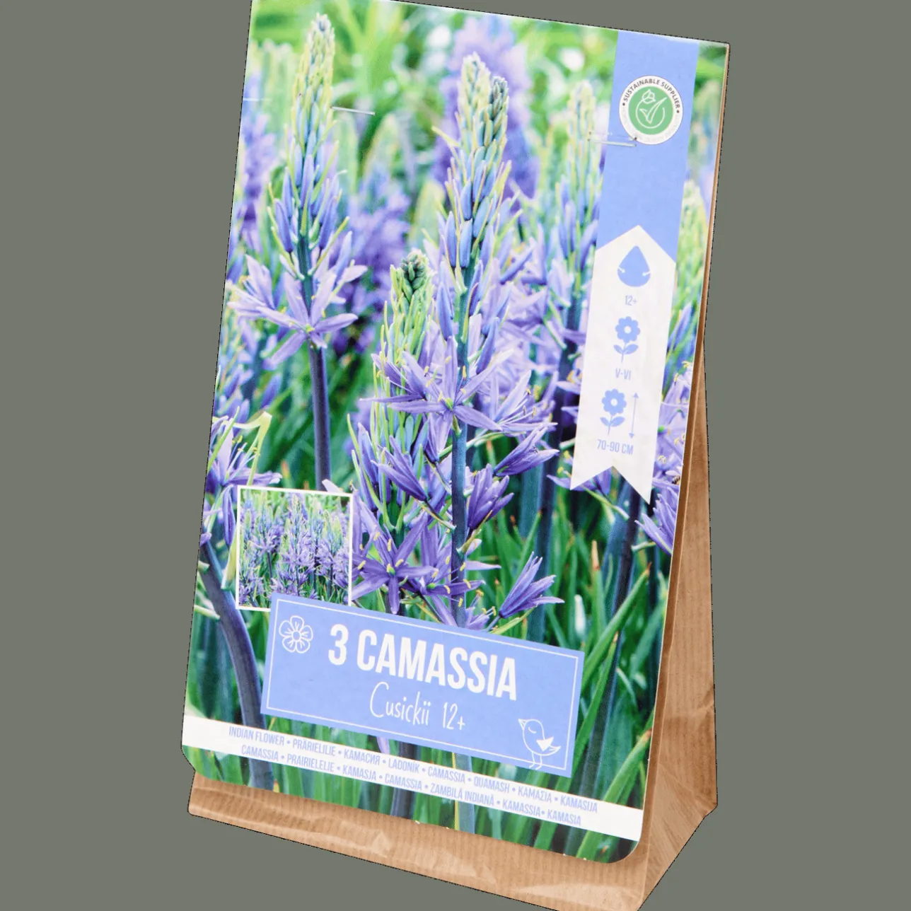 Action Bloembollen Camassia> Zaaien & Planten