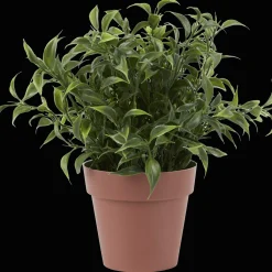 Action Kruidenplant in pot><noscript><img width=